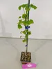 Set mit 4 Japanischer Walnussbaum – Ginkgo biloba – Höhe Produktbild-Vorschau 6