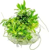 Zwergspeerblatt Anubias barteri var. ‘Nana Pangolino’ Produktbild-Vorschau 3