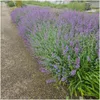 Plants by Frank | 24 Katzenminze Pflanzen | Nepeta Produktbild-Vorschau 2