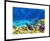 MuchoWow® MuchoWow® Gerahmtes Poster Meer - Fische - Produktbild-Vorschau 1