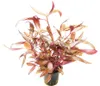 Papageienblatt breitblättrig - Alternanthera reineckii rot Produktbild-Vorschau 1