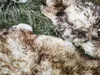 Vera pelliccia di agnello ecologico fiammato fino a 140 cm Anteprima dell’immagine prodotto 2
