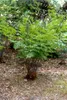 Osmunda regalis, Königsfarn, ca. 9x9 cm Topf Produktbild-Vorschau 7