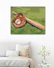 Zuty - Malen nach Zahlen - BASEBALL, 40x50 cm, mit Produktbild-Vorschau 2