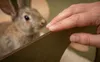 Jungengel Hasenhaus Kaninchen Meerschweinchen XL 2 Etagen Produktbild-Vorschau 8