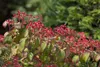 Viburnum plicatum 'Watanabe', Japanischer Schneeball, weiß, Produktbild-Vorschau 9