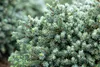 Picea glauca 'Echiniformis', Zwergfichte, kompakt, 20–25 cm Produktbild-Vorschau 6