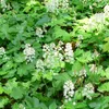 6 x lilie srdčitá - Tiarella cordifolia | květináč 9 cm x 9 Náhled obrázku produktu 2