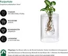 Dehner Waterplant Purpurtute, Syngonium podophyllum Arrow, Produktbild-Vorschau 2