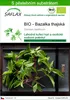 SAFLAX - BIO - Bazalka thajská - Ocimum basilicum - 250 Náhled obrázku produktu 1