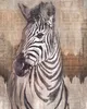 Komar Vlies Fototapete "Zebra" - Größe: 200 x 250 cm Produktbild-Vorschau 2