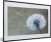 MuchoWow® Gerahmtes Poster Löwenzahn - Blume - Pflanze Produktbild-Vorschau 1