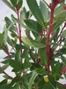 Tasmanischer Bergpfeffer - Gewürzrindenbaum - Drimys Produktbild-Vorschau 2