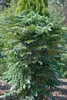 Mahonia media 'Winter Sun', Mahonie, gelbe Blüten, 60–80 cm Produktbild-Vorschau 5