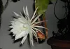SAFLAX - královna noci - Selenicerus grandiflorus - 40 Náhled obrázku produktu 6