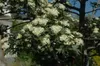 Crataegus monogyna, Eingriffeliger Weißdorn, 60–100 cm Produktbild-Vorschau 3