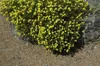 Sonnenröschen Gelbe Perle, im Topf - Helianthemum x cult., Produktbild-Vorschau 2