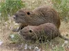CALVENDO Puzzle NUTRIA mit Nachwuchs | 1000 Teile Produktbild-Vorschau 4