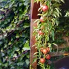 A columnar apple tree with several red apples growing on it, next to a wooden post and covered in ivy. Náhľad obrázku produktu