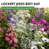 Stauden-Schleierkraut weiß Samen - Gypsophila paniculata - Produktbild-Vorschau 7