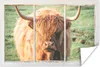 MuchoWow® Poster Schottische Highlander - Natur - Ansicht Produktbild-Vorschau 1