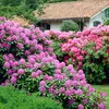 Buisson à fleurs - Set de 3 - Rhododendron catawbiense - Voir les images du produit 5