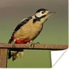 MuchoWow® Poster Ein Buntspecht sitzt auf einem Pfahl 30x30 Produktbild-Vorschau 1