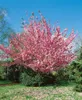 Prunus serrulata 'Kanzan', Japanische Blütenkirsche, rosa, Produktbild-Vorschau 11