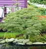 Fächerahorn ´DISSECTUM´ auf Stamm 60 cm, Cont. 5 l Produktbild-Vorschau 1