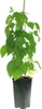 Dornenlose Himbeerstrauch ´GLEN AMPLE®´ 30-40 cm, Cont. 1 l Produktbild-Vorschau 2