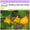 SAFLAX - Roślina Wymion Krów - 10 Nasiona - Solanum Podgląd zdjęcia produktu 5