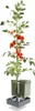 Gusta Garden TOM TOMATO 3er-Set, hellgrau Produktbild-Vorschau 3