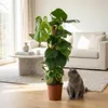 Monstera deliciosa na mechové tyci, 90cm, 19cm, pokojová Náhled obrázku produktu 3
