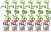 GreenboutiQ - Obstpflanzen - Taybes - Rubus Tayberry - Produktbild-Vorschau 1