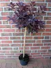 Cotinus coggygria ‘Royal Purple’ - Stamm 110-120 cm – Produktbild-Vorschau 2