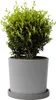 Cezmína vrúbkovaná - Ilex crenata 'Jenny' - Výška 30-40cm - Náhľad obrázku produktu 7