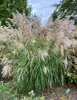 Stauden Gänge 3 x Miscanthus sinensis 'Graziella' im 1 Produktbild-Vorschau 3