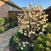 Bloomique - Magnolia Sunrise - Beaver Tree - Rośliny Podgląd zdjęcia produktu 2