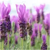 Plants by Frank | 3 Französische Lavendel Pflanzen im Produktbild-Vorschau 3