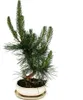 Bonsai - Pinus thunbergii - Pino nero giapponese - circa 19 Anteprima dell’immagine prodotto 1