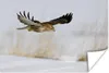 MuchoWow® Poster Bussard im Flug über verschneitem Boden in Produktbild-Vorschau 1