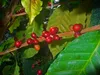 SAFLAX - Karłowaty Krzew Kawowy - 8 Nasiona - Coffea Podgląd zdjęcia produktu 8