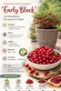 Großfrüchtige Moosbeere Early Black ca. 60 cm – Vaccinium Produktbild-Vorschau 2