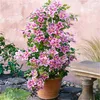 A potted clematis plant with pink and white flowers is displayed outdoors next to a stone bench and a pink wall. Anteprima dell’immagine prodotto