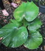 Fächerpalme (Licuala cordata) - 1 gekeimter Samen Produktbild-Vorschau 2