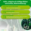 Purgrün Alocasia-Dünger | Flüssigdünger für Alocasien | 1L Produktbild-Vorschau 3
