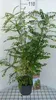 Styphnolobium japonicum ( sophora japonica) - japonský Náhľad obrázku produktu 2