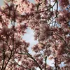 Bakker.com - Tulpen-Magnolie, Der topf / 2L / Lieferhöhe Produktbild-Vorschau 5
