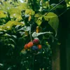 Brombeere - 3er-Set - Rubus Thornless - Höhe 25-40cm - ⌀9cm Produktbild-Vorschau 4