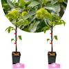 Lot de 2 Castanea sativa – châtaignier – hauteur 60 cm – Voir les images du produit 1